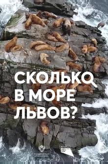 Сколько в море львов? Сколько в море львов?